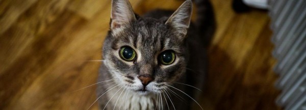 Кот Чешир несколько ночей подряд вызывал охрану в магазин Кот Чешир несколько ночей подряд вызывал охрану в магазин