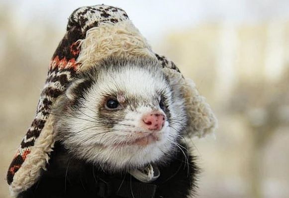 В Новосибирске создан фонд помощи куньим имени Жопэна