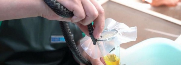 2700 змей содержится в&nbsp;новосибирском серпентарии