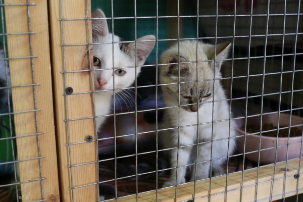 Афиша первых выходных июля: шокирующее кино, бесплатные экскурсии и&nbsp;котики