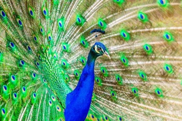 Два шикарных павлина из Новороссийска прилетели в Новосибирск Два шикарных павлина из Новороссийска прилетели в Новосибирск