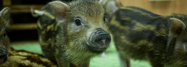 Как живут четыре поросёнка в&nbsp;тайм-кафе &laquo;Пигхаус&raquo; в&nbsp;Новосибирске