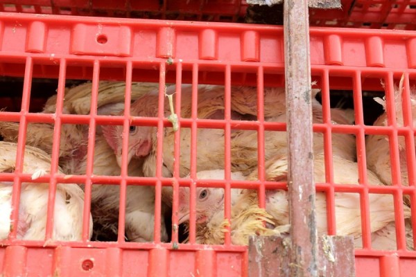 В минсельхозе рассказали о результатах поиска инвестора для &laquo;Коченевской птицефабрики&raquo;