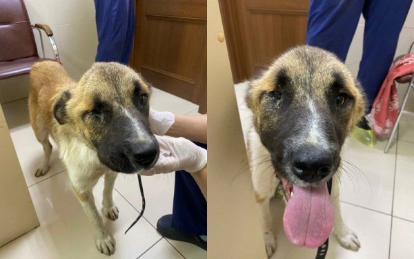 В Новосибирске живодеры подстрелили щенка и оставили умирать на улице