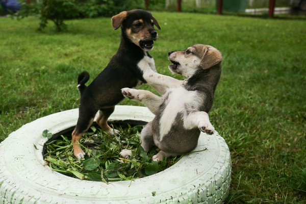 Грустных котов со сложной судьбой привезут на выставку у МЕГИ Грустных котов со сложной судьбой привезут на выставку у МЕГИ