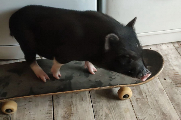 Зверьё моё: 10&nbsp;животных из&nbsp;Новосибирска, у&nbsp;которых есть свой Instagram