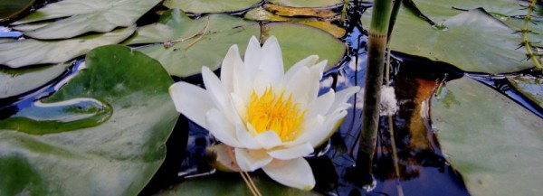 Бонсай-парк ботсада СО&nbsp;РАН: 2500 видов уникальных растений