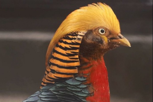 Свой Бунтарь появился в коллекции Новосибирского зоопарка