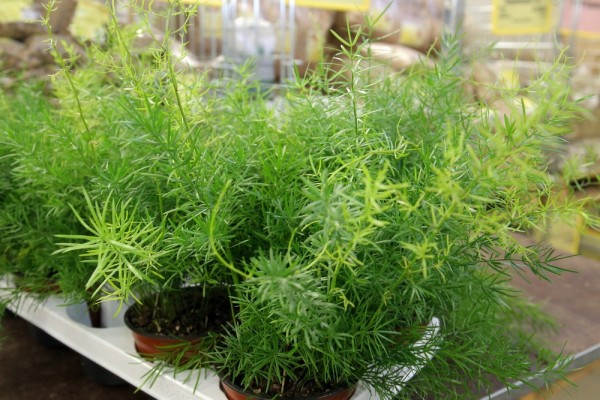 Афиша выходных: стихосушка, зелёная экскурсия и&nbsp;тусовка на&nbsp;балконе