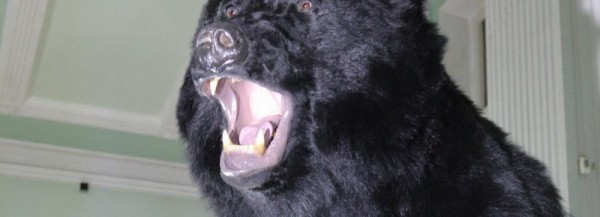 Если вы пропустили: особняк для медведей, закрытие пёсокафе и сын Буратино Если вы пропустили: особняк для медведей, закрытие пёсокафе и сын Буратино