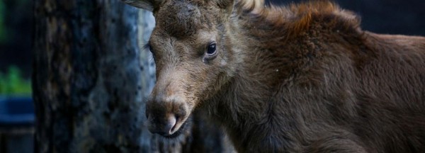 Житель Новосибирска повстречал лосей в Первомайском районе Житель Новосибирска повстречал лосей в Первомайском районе