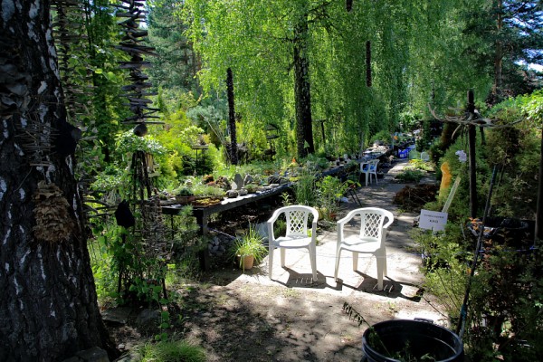 Бонсай-парк ботсада СО&nbsp;РАН: 2500 видов уникальных растений