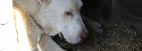 Белоснежная овчарка чудом выжила в&nbsp;колодце с&nbsp;водой у&nbsp;Бугринского моста