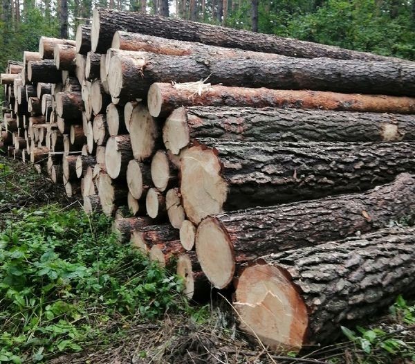 Новосибирцы обнаружили следы вырубки леса в особо охраняемом Заельцовском бору