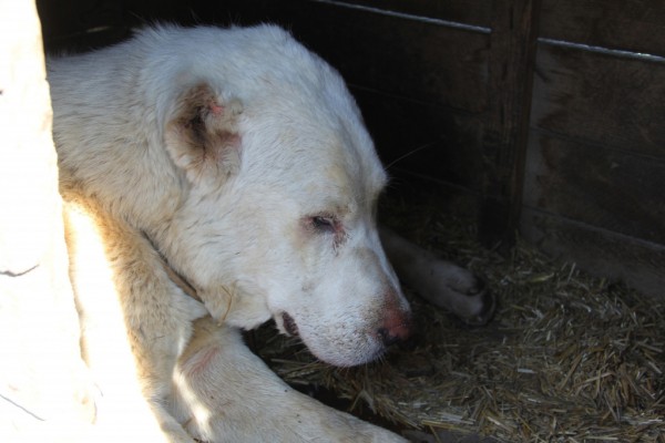 Белоснежная овчарка чудом выжила в&nbsp;колодце с&nbsp;водой у&nbsp;Бугринского моста