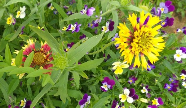 Появился прогноз на бабье лето в Новосибирске Появился прогноз на бабье лето в Новосибирске