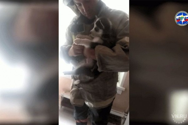 За минуту освободили застрявшего в батарее щенка в Новосибирске