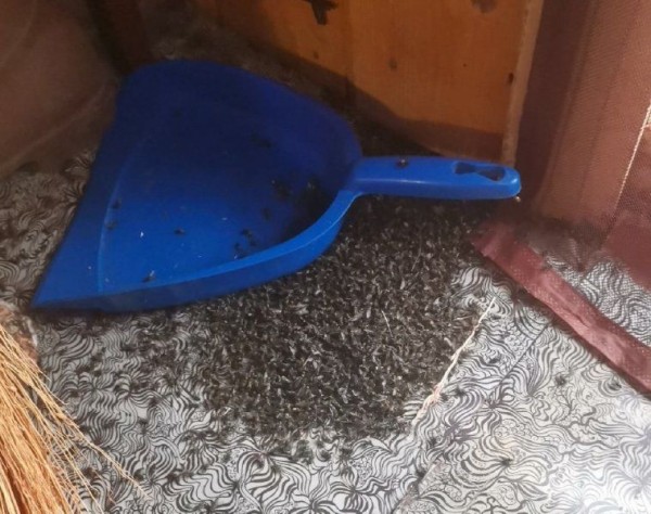 Дачники под Новосибирском пожаловались на нашествие мух и ужасную вонь из-за птицефабрики