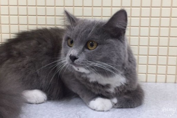 Дети спасли кошку и нашли ее владельцев в Новосибирске