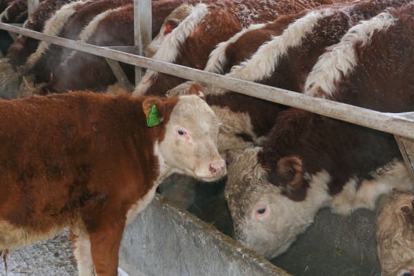 Имущественный комплекс новосибирского племзавода выставили на торги за полмиллиарда