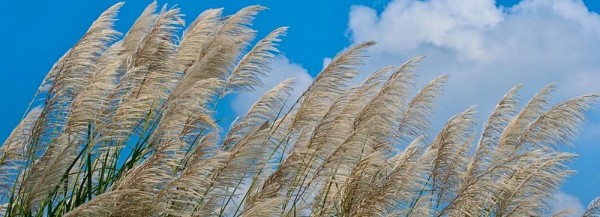 Полезную бумажную траву будут выращивать новосибирские учёные