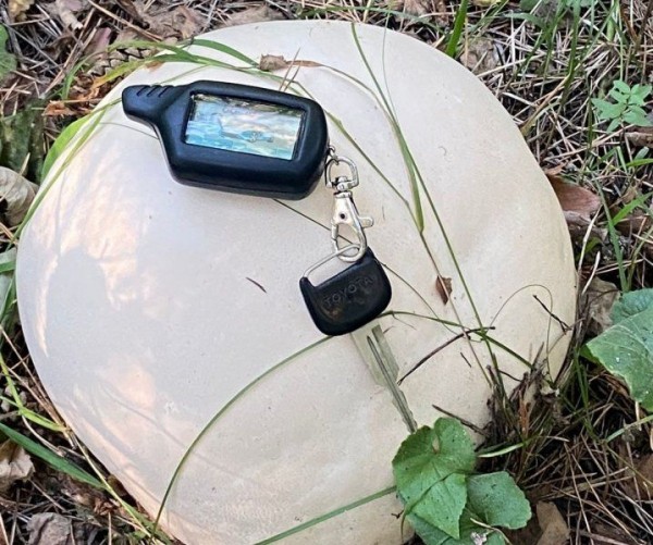 «Драконьи яйца» нашли в лесу под Новосибирском «Драконьи яйца» нашли в лесу под Новосибирском