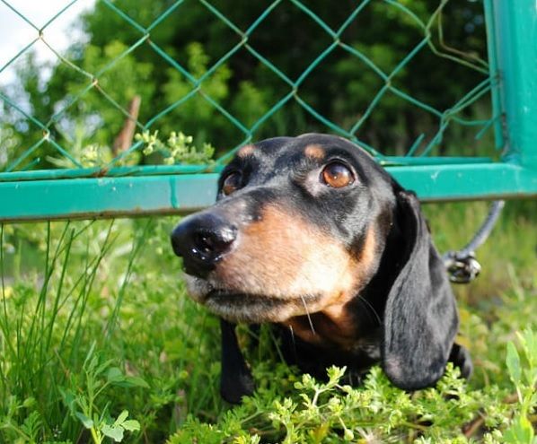 Новосибирским ученым не удалось выгнать &laquo;Верного друга&raquo; со своей земли