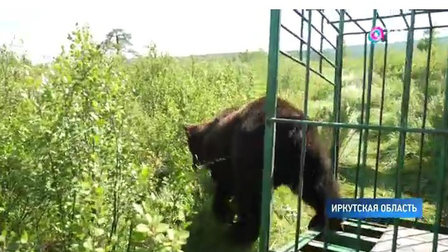 
Медвежат из иркутского питомника &laquo;К-9&raquo; выпустили в тайгу
