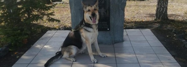 Килограммом сосисок наградили овчарку Разу за&nbsp;раскрытие кражи