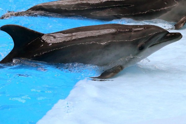 Замешанный в скандале с продажей моржей китайцам новосибирский дельфинарий заявил о самоликвидации