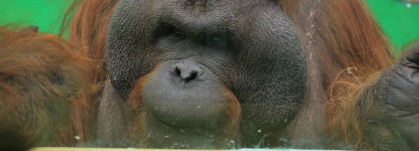 Орангутангу Бату из&nbsp;новосибирского зоопарка исполнилось 22&nbsp;года