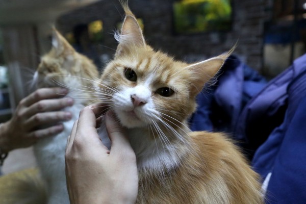 Афиша выходных: День хвоста, выставка счастья и комикс-вечеринка Афиша выходных: День хвоста, выставка счастья и комикс-вечеринка