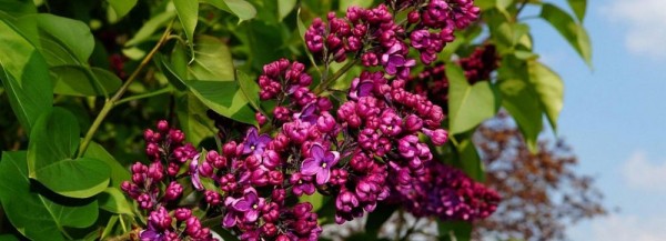 Миндаль и сирень высадили под проливным дождём на улице Титова Миндаль и сирень высадили под проливным дождём на улице Титова