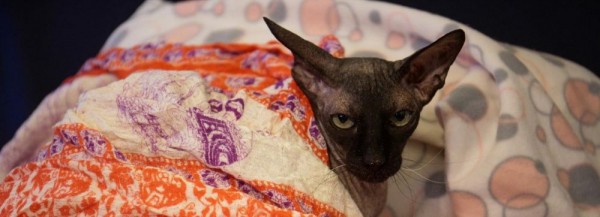 Новосибирская неделя: отопление, уровень воды и стерильные деревья Новосибирская неделя: отопление, уровень воды и стерильные деревья