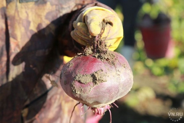 Когда собирать урожай и как подготовить огород к зиме &ndash; советы агронома