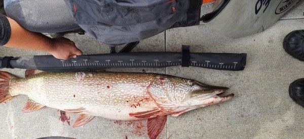 Новосибирец вытащил из Оби метровую щуку