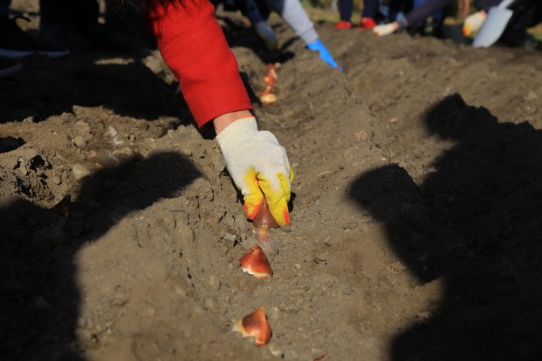 Цветов не&nbsp;надо: городу хотели продать для озеленения бракованные саженцы