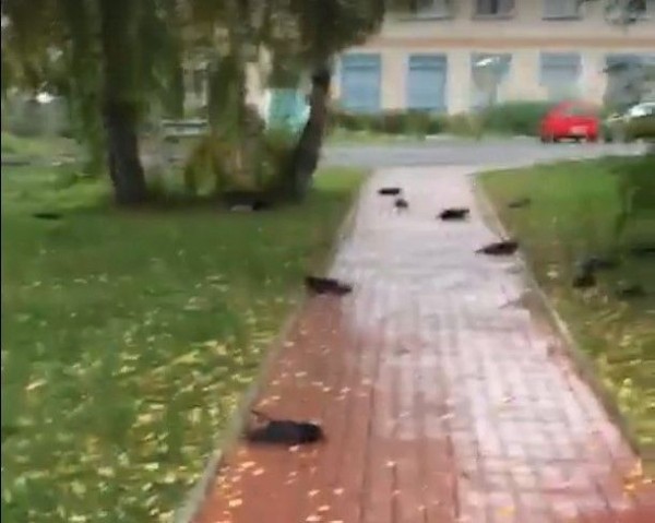 Мертвые вороны массово падают на головы жителей Новосибирской области