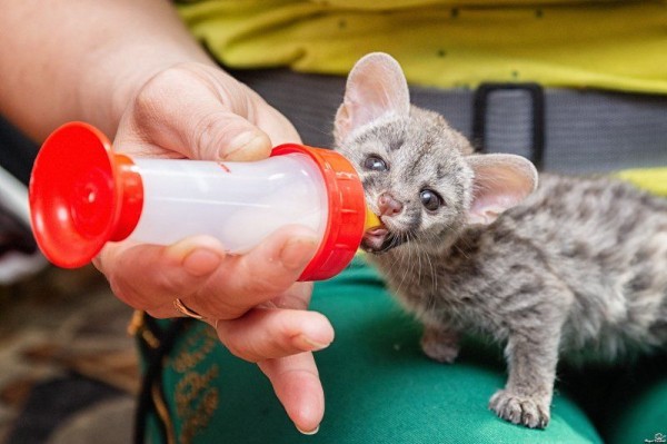 Федеральный телеканал снял фильм о Новосибирском зоопарке Федеральный телеканал снял фильм о Новосибирском зоопарке