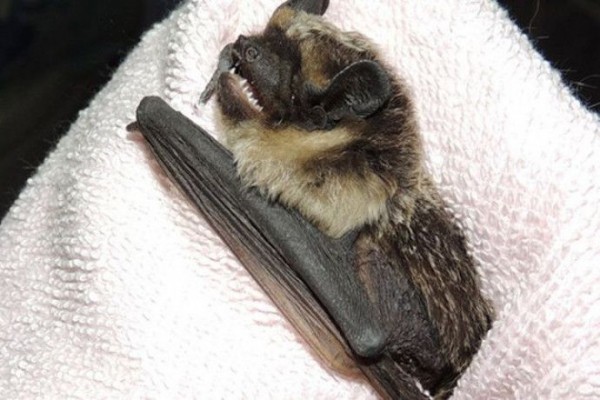 Летучая мышь захватила детский сад в Новосибирске