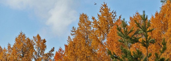 Новосибирцев ожидает потепление до +8 градусов на три дня Новосибирцев ожидает потепление до +8 градусов на три дня