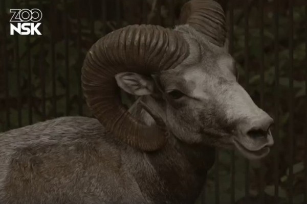 Удивительных горных баранов выпустил на&nbsp;волю новосибирский зоопарк