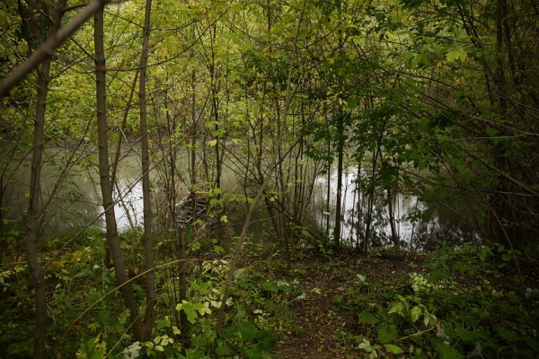 Уникальный для России экопарк создают на&nbsp;реке Каменка в&nbsp;Новосибирске