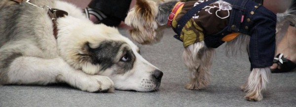 Афиша выходных: День хвоста, выставка счастья и&nbsp;комикс-вечеринка