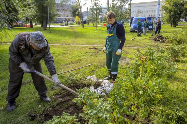 Цветов не&nbsp;надо: городу хотели продать для озеленения бракованные саженцы
