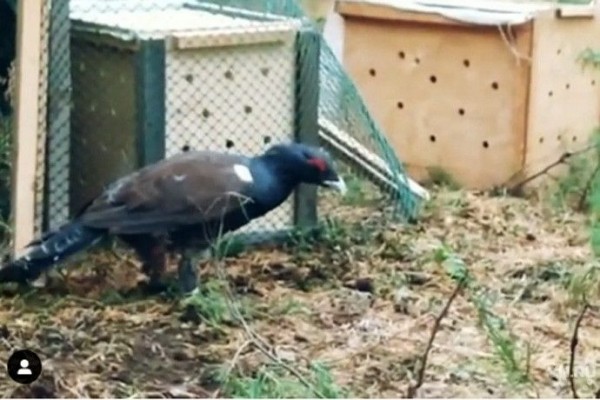 Глухарей станет больше в Кудряшовском бору под Новосибирском
