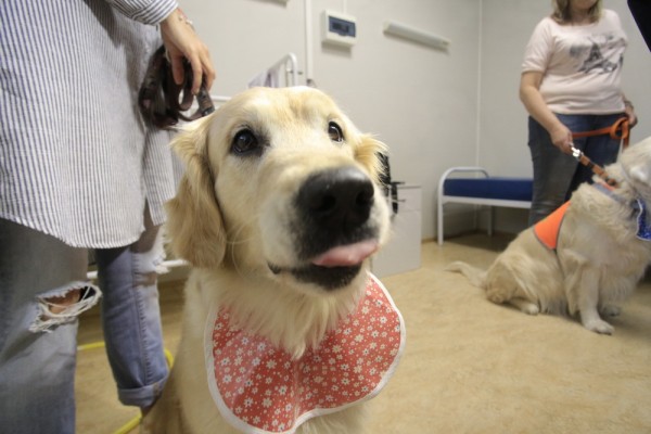 Добрая собака Дора будет помогать онкобольным детям в&nbsp;Новосибирске