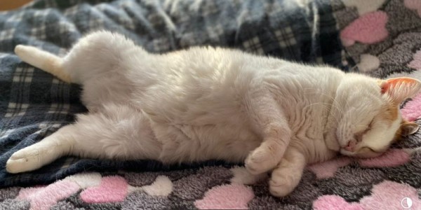 Застрявшего между ванной и туалетом толстенького кота вытащили новосибирские спасатели