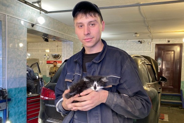 Котёнок ездил под капотом машины, пока его не&nbsp;обнаружили работники СТО