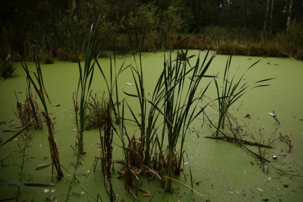 Зелёный каркас: в&nbsp;Новосибирске восстановят фауну и&nbsp;флору малых рек